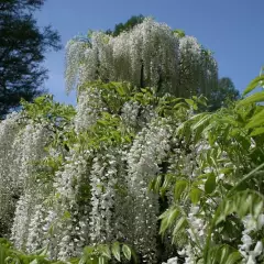 WISTERIA floribunda 'Alba' - Glycine Japonaise blanche