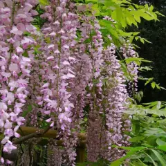 WISTERIA floribunda 'Rosea' - Glycine japonaise 'Rose'