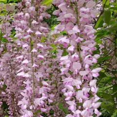 WISTERIA floribunda 'Rosea' - Glycine japonaise 'Rose'