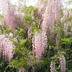 WISTERIA floribunda 'Rosea' - Glycine japonaise 'Rose'