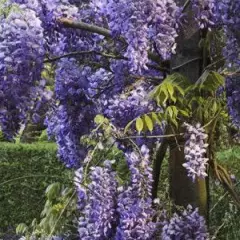 WISTERIA sinensis 'Prolific' - Glycine de Chine Bleue