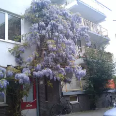 WISTERIA sinensis 'Prolific' - Glycine de Chine Bleue