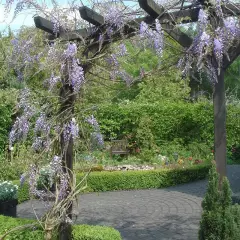 WISTERIA sinensis 'Prolific' - Glycine de Chine Bleue