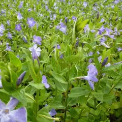 VINCA major