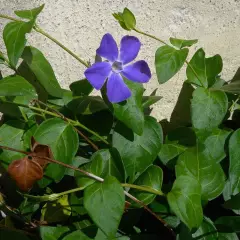 VINCA major