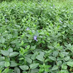 VINCA major