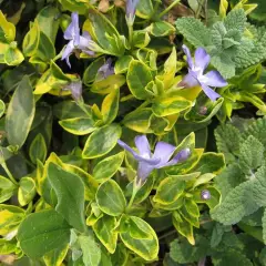 VINCA minor 'Aureovariegata'