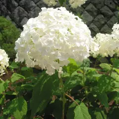 HYDRANGEA arborescens 'Annabelle' - Hortensia annabelle