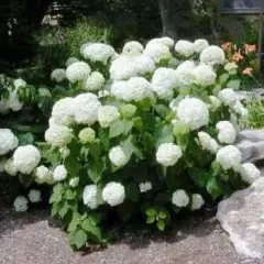 HYDRANGEA arborescens 'Annabelle' - Hortensia annabelle