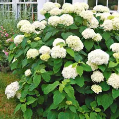 HYDRANGEA arborescens 'Annabelle' - Hortensia annabelle