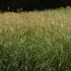 MISCANTHUS sinensis 'Yaku Jima' - Graminée, Eulalie