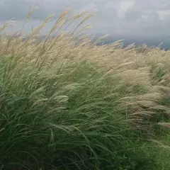 MISCANTHUS sinensis 'Yaku Jima' - Graminée, Eulalie