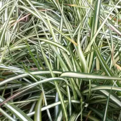 CAREX ornithopoda 'Variegata' - Graminée, Laîche