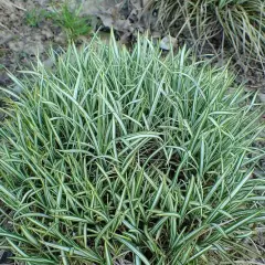 CAREX ornithopoda 'Variegata' - Graminée, Laîche