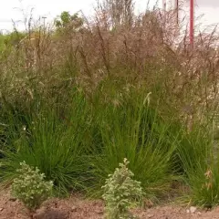 DESCHAMPSIA cespitosa 'Bronzeschleier' - Graminée, Canche cespiteuse