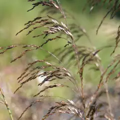 DESCHAMPSIA cespitosa 'Bronzeschleier' - Graminée, Canche cespiteuse