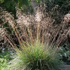 DESCHAMPSIA cespitosa 'Bronzeschleier' - Graminée, Canche cespiteuse