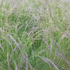 FESTUCA amethystina - Fétuque