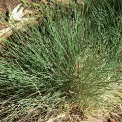 FESTUCA amethystina - Fétuque