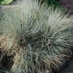 FESTUCA amethystina - Fétuque