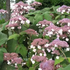 HYDRANGEA aspera 'Macrophylla' - Hortensia