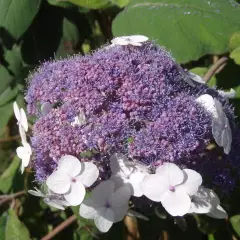 HYDRANGEA aspera 'Macrophylla' - Hortensia