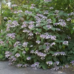 HYDRANGEA aspera 'Macrophylla' - Hortensia