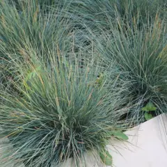 FESTUCA glauca - Fétuque