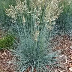 FESTUCA glauca - Fétuque