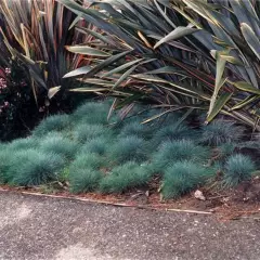 FESTUCA glauca - Fétuque