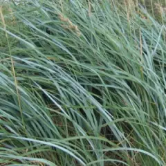 LEYMUS arenarius - Graminée, Blé d'azur