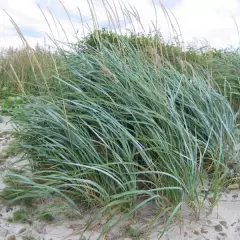 LEYMUS arenarius - Graminée, Blé d'azur