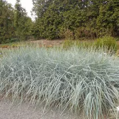 LEYMUS arenarius - Graminée, Blé d'azur