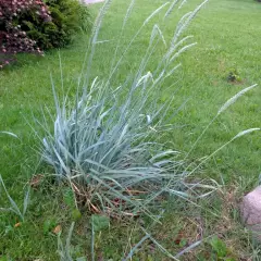 LEYMUS arenarius - Graminée, Blé d'azur