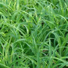 LUZULA sylvatica 'Onderbos' - Graminée, Luzule des bois