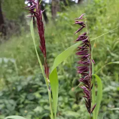 MELICA altissima 'Atropurpurea' - Graminée, Mélique