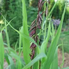 MELICA altissima 'Atropurpurea' - Graminée, Mélique