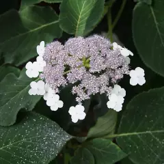 HYDRANGEA aspera 'Sargentiana' - Hortensia à grandes feuilles