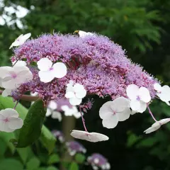 HYDRANGEA aspera 'Sargentiana' - Hortensia à grandes feuilles