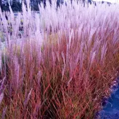 MISCANTHUS sinensis 'Purpurascens'