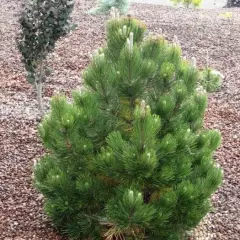 PINUS leucodermis 'Compact Gem' - Pin des Balkans nain