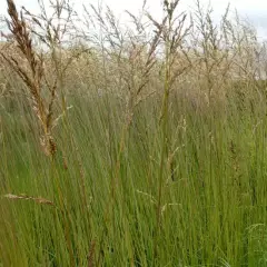 MOLINIA caerulea arundinacea 'Fontäne' - Molinie 'Fontäne'