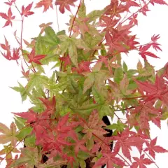 Acer palmatum 'Beni-Maiko' - Erable du japon