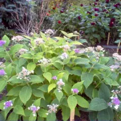 HYDRANGEA involucrata - Hortensia