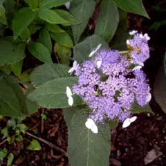 HYDRANGEA involucrata - Hortensia