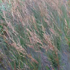 MOLINIA caerulea 'Edith Dudszus' - Molinie bleue, Paleine, Graminée