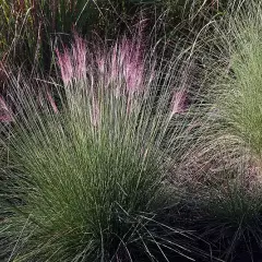 MOLINIA caerulea 'Edith Dudszus' - Molinie bleue, Paleine, Graminée