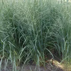 PANICUM virgatum 'Northwind'