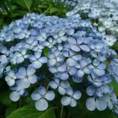 HYDRANGEA macrophylla 'Ayesha' - Hortensia