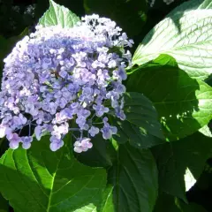 HYDRANGEA macrophylla 'Ayesha' - Hortensia